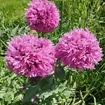 Le Jardin Du Controleur Valence (Tarn-et-Garonne)