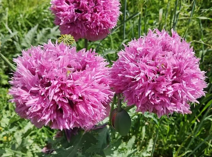 Le Jardin Du Controleur Valence (Tarn-et-Garonne)
