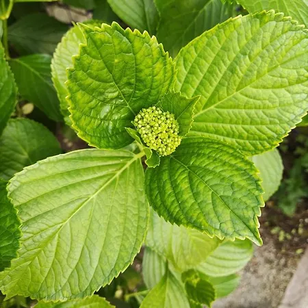 Le Jardin Du Controleur Habitación en casa particular Valence (Tarn-et-Garonne)