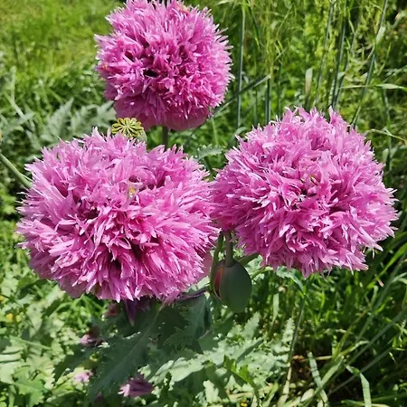 Le Jardin Du Controleur Valence (Tarn-et-Garonne)