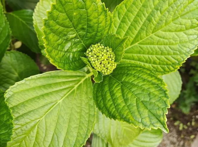 Le Jardin Du Controleur Séjour chez l'habitant Valence (Tarn-et-Garonne)